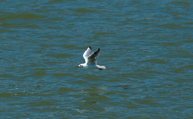 Fototapeta na wymiar The bird flies very low over the surface of the lake and the water surface