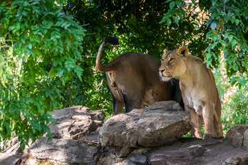 Two young lions in a zoo, relaxing and cleaning each other their fur in their outdoor enclosure at a sunny day in summer.