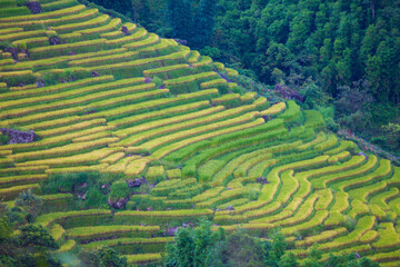Laocai Vietnam  Vietnam Paddy fields, terraced culture, Sapa, Vietnam