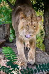 Fototapeta na wymiar A young male lion in a zoo, walking around in his outdoor enclosure at a sunny day in summer.