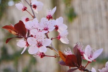 Cherry blossom in full bloom. Cherry flowers in small clusters on a cherry tree branch. Shallow depth of field.