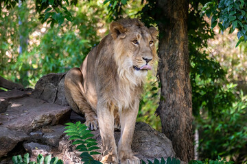 A young male lion in a zoo, walking around in his outdoor enclosure at a sunny day in summer.
