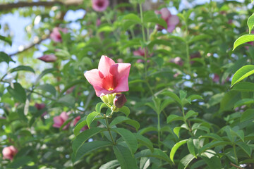 pink flower in the garden