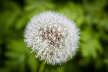 Macro photograph of a dandelion seed head