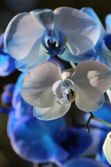 Piękna niebieska orchidea
