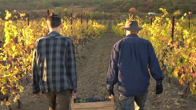 Grape growers aduld father and teen son. A small family farm growing grapes. Harvest Season. Picking grapes