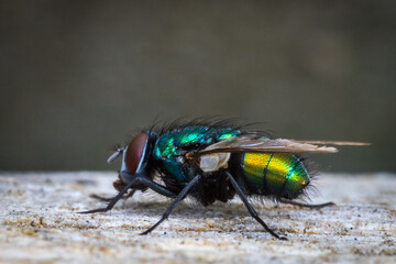 Greenbottle fly