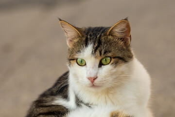 Obraz premium Beautiful portrait of a green-eyed tabby cat on a background of asphalt