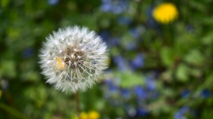 Macro photography of a dandelion (taraxacum officinale, also lion's tooth) with seed head, focus on seed head, background with Bokeh of wild flowers and grass.