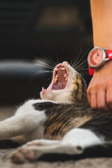 The cat yawns very wide close frame when a person is looking at him