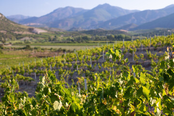 Fototapeta na wymiar Grape harvest for wine production, Corsica