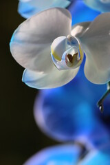 Piękna niebieska orchidea © Anastasiia