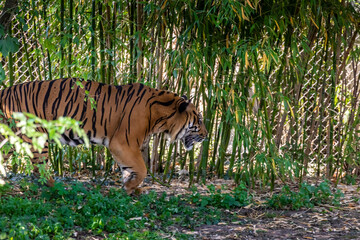A siberian tiger in a zoo, walking around in his outdoor enclosure at a sunny day in summer.
