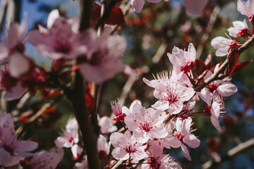 Cherry blossom in full bloom. Cherry flowers in small clusters on a cherry tree branch. Shallow depth of field.