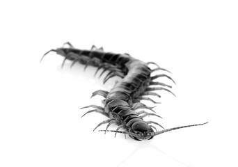 black centipede isolated on white background