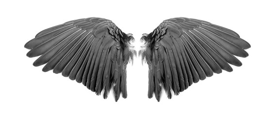 Angel wings on white background