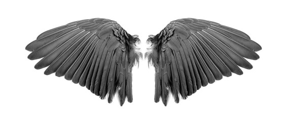 Angel wings on white background