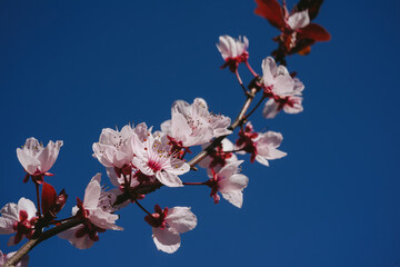 Cherry blossom in full bloom. Cherry flowers in small clusters on a cherry tree branch. Shallow depth of field.