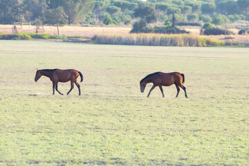 Purebred andalusian spanish horses, mares grazing in Donana National Park , nature reserve in...