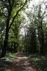 Fototapeta premium path in the forest