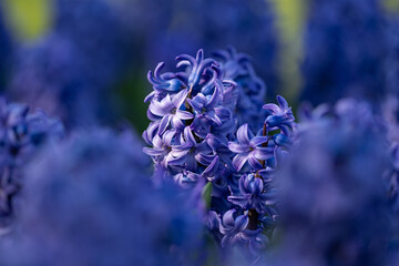 Closeup of deep blue hyacinth flower (hyacinthus orientalis) during a sunny day that can be used as a background