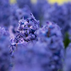 Closeup of violet blue hyacinth flower (hyacinthus orientalis) during a sunny day that can be used as a background