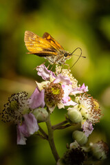 Large skipper butterfly (Ochlodes sylvanus) feeding on blackberry flowers, West Sussex, Uk.