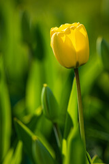 Detail of a yellow tulip from the Keukenhof gardens, the Netherlands