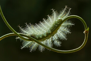 caterpillar on a tendril