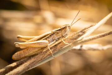 Lesser marsh grasshopper (Chorthippus albomarginatus), West Sussex, UK.