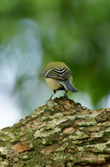 野鳥　シジュウカラ
