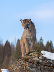 Cougar or Mountain lion (Puma concolor) standing on top of a mountain in winter - 377892842