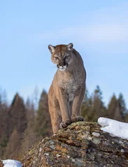 Foto auf Acrylglas Cougar or Mountain lion (Puma concolor) standing on top of a mountain in winter © Jim Cumming