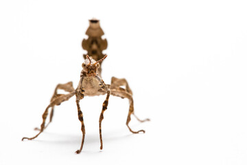 Nymph (L2) of Australian giant spiny stick insect (Extatosoma tiaratum) isolated on white background - front view
