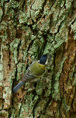 野鳥　シジュウカラ