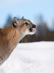 Cougar or Mountain lion (Puma concolor) walking through the mountains in the winter snow.