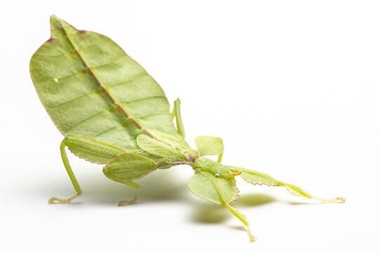 Leaf insect (Phyllium letiranti, subadult female) isolated on white background