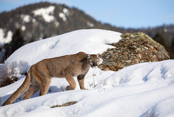 Cougar or Mountain lion (Puma concolor) on the prowl in the winter snow in the U.S.