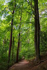 footpath in the woods with tall trees