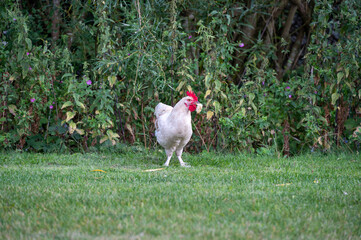 White rooster standing in grass with piece of bread in mouth