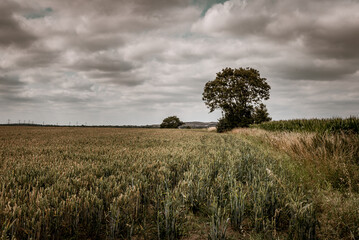 tree in the field with dark clouds