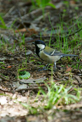 野鳥　シジュウカラ