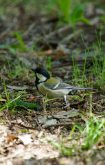 野鳥　シジュウカラ