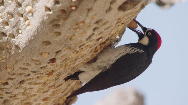 Acorn woodpecker on granary tree