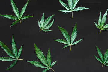Cannabis green hemp leaf on black background. Medical marijuana plant Cannabis Sativa pattern. Weed...