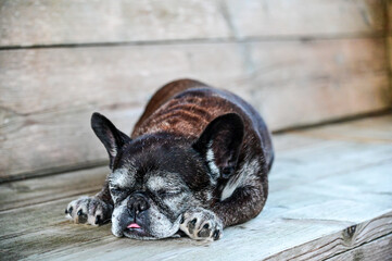 Cute old and gray French bulldog sleeping on a couch with his tongue sticking out.