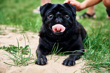 Portrait of pug dog on the grass, closeup