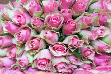 Bouquet of pink roses on pink background. Mother's day, Valentines Day, Birthday celebration concept.Selective focus