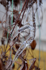 icicles hanging on the dry leaves