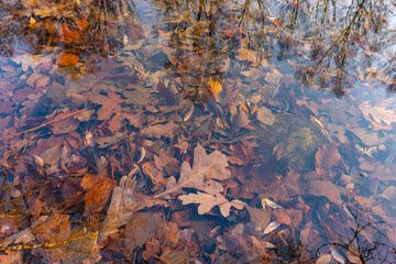 autumn leaves under water, nature background